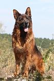 BERGER ALLEMAND 161
